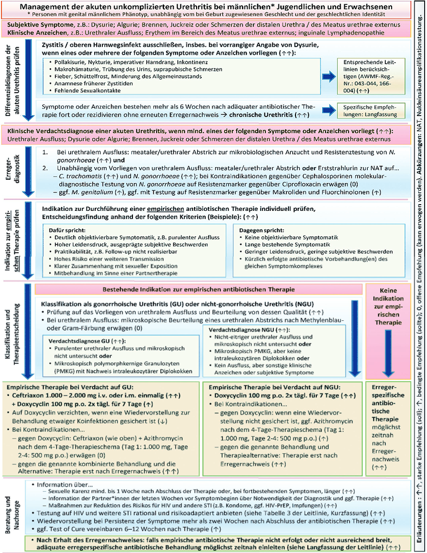 Abb. 1   Flowchart zum klinischen Management bei Verdacht auf penile Urethritis